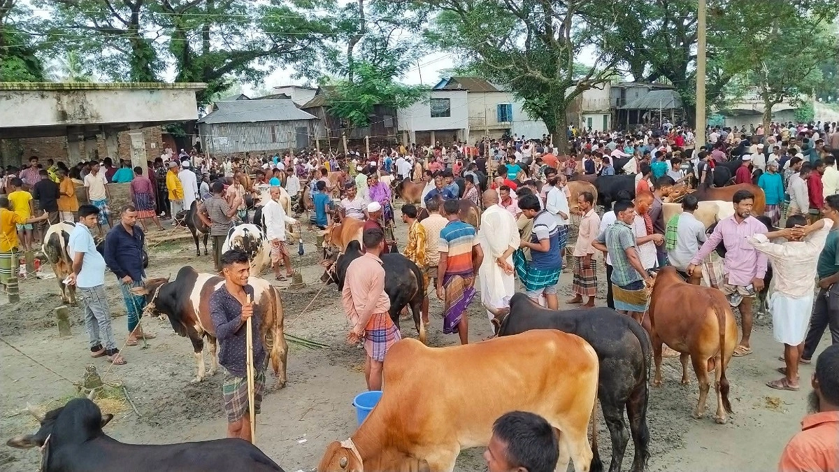 কেন্দুয়ায় শেষ মুহূর্তে জমে উঠেছে পশুর হাট