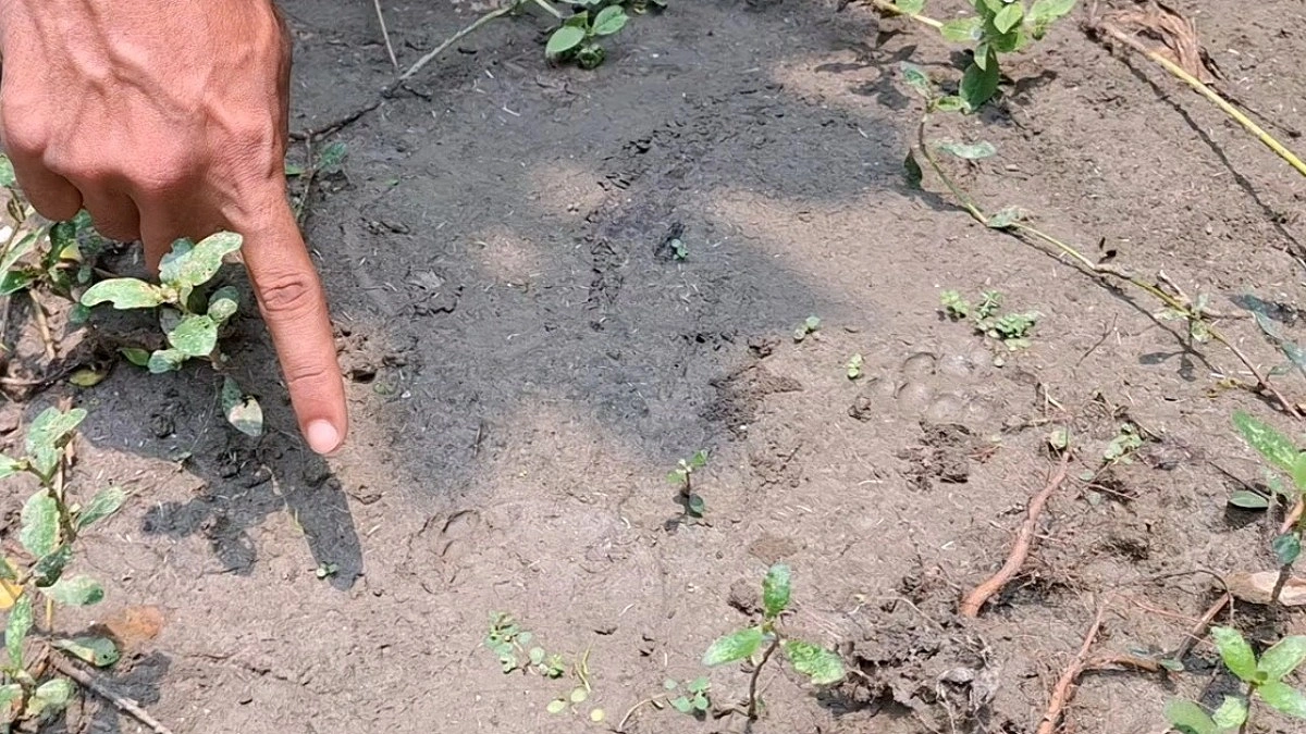 মাগুরায় মেছো বাঘ আতঙ্ক