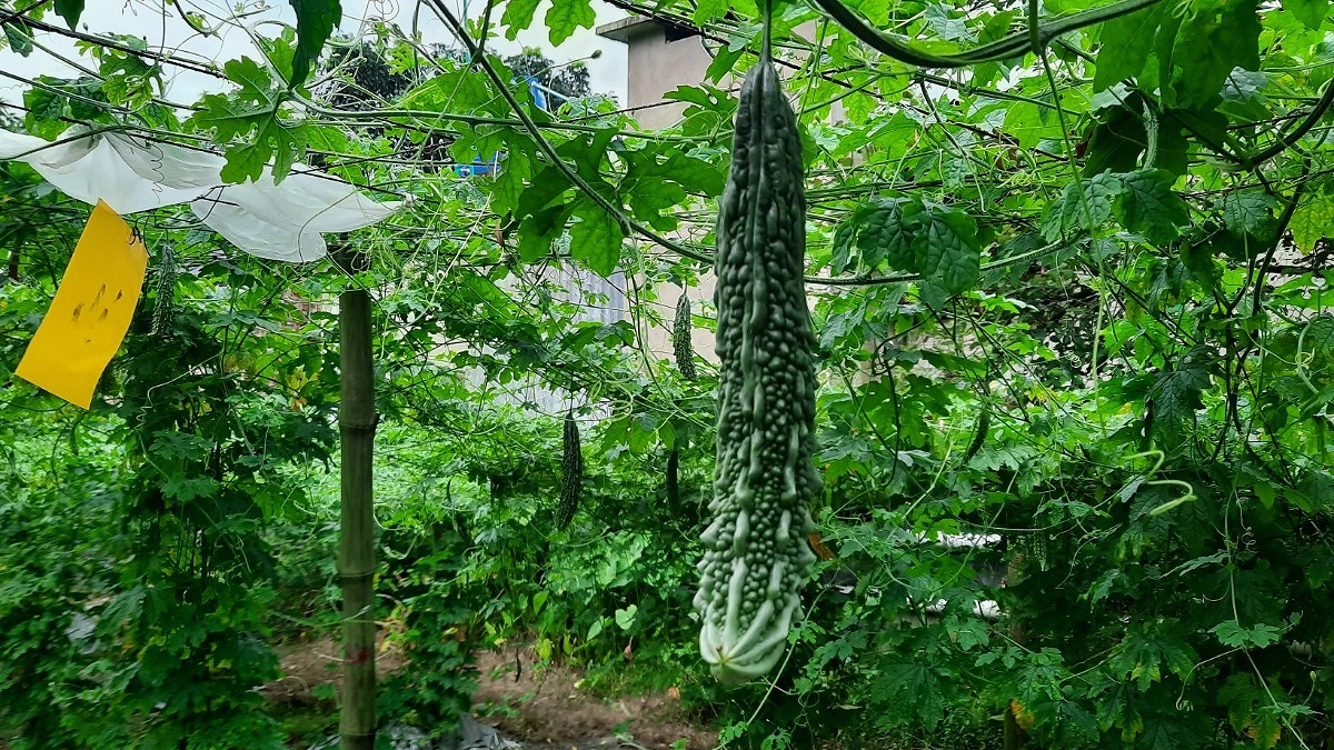বানিয়াচংয়ে সবজি চাষে বিপ্লব