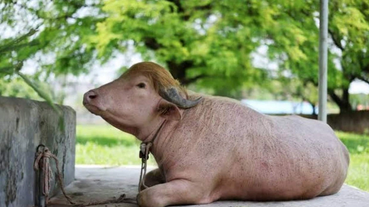 নতুন ঠিকানায় ‘ডোনাল্ড ট্রাম্প’
