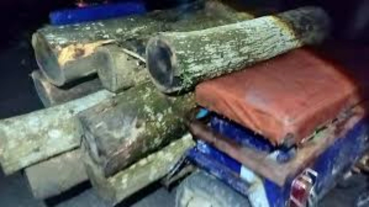 রাতে উজাড় হচ্ছে কালাছড়া বন
