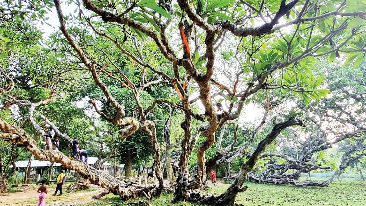 তিনশ বছর ধরে সুবাস ছড়াচ্ছে কাঠগোলাপ গাছ