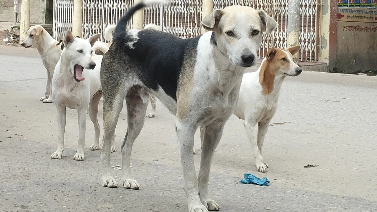 হাওর-পাহাড়ে জলাতঙ্ক ঝুঁকি
