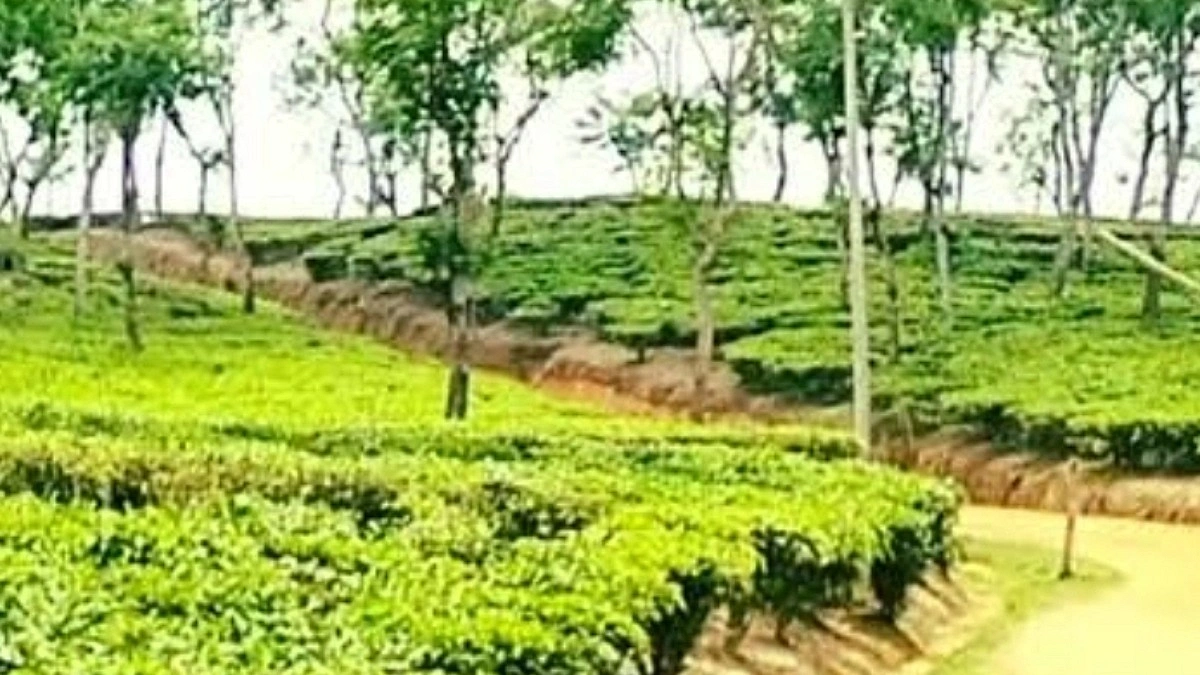 চা বাগানে ড্রেনের ওপর পড়ে ছিল যুবকের মরদেহ, চাঞ্চল্য