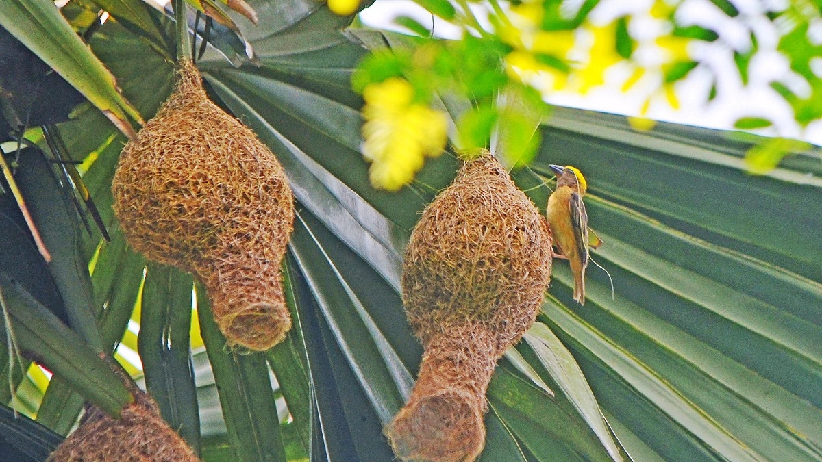বাবুই পাখি শুধু রূপে নয়, গুণে অনন্য ও পারদর্শী