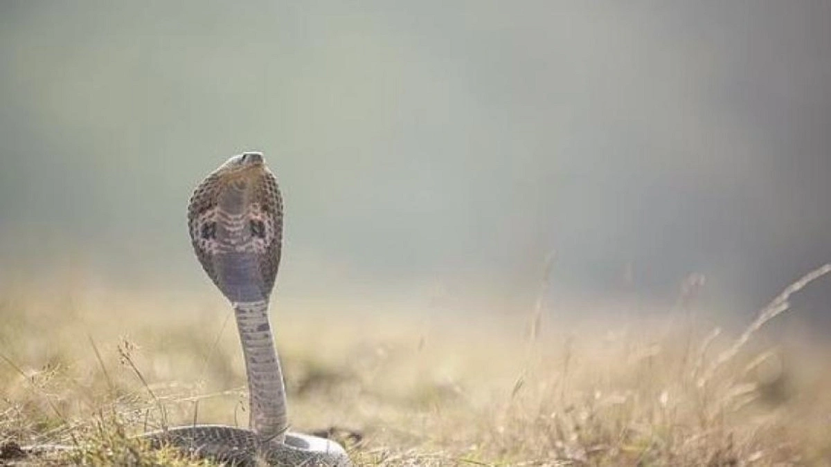 আশুগঞ্জে বিষাক্ত সাপের কামড়ে নারীর মৃত্যু
