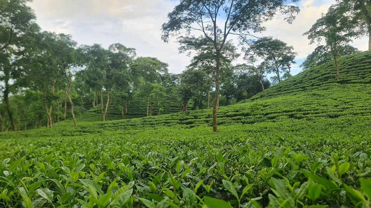 শিল্প ব্যবস্থাপনায় সম্ভাবনা ও চ্যালেঞ্জ নিয়ে জাতীয় চা দিবস আজ