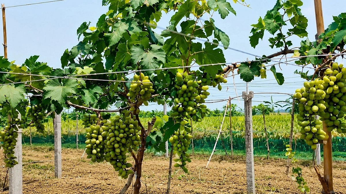 শার্শায় ইউটিউব দেখে আঙুর চাষে সাফল্য