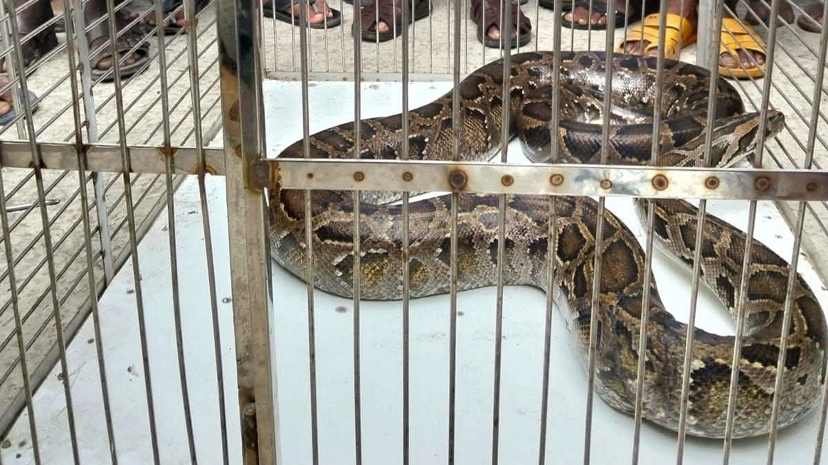 দোকানে এসেছিল অজগর