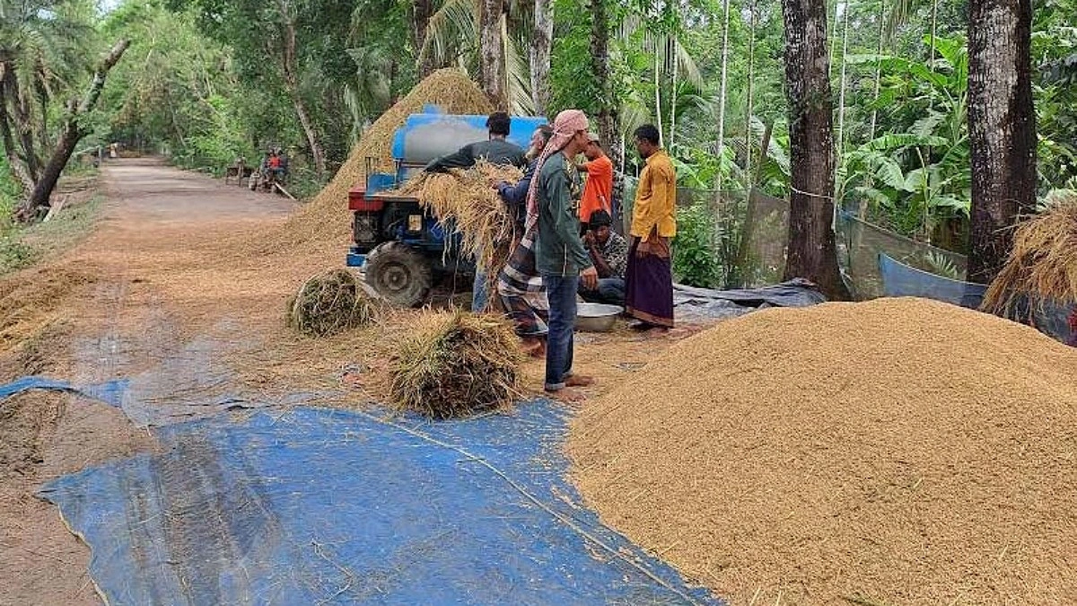 বস্তা সংকটে শরণখোলায় ধান সংগ্রহে ধীরগতি, বিপাকে চাষিরা