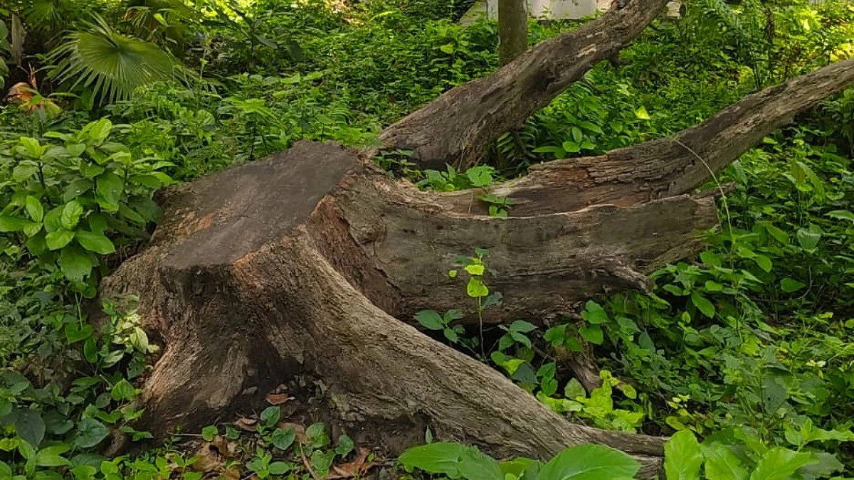 টেন্ডার ছাড়াই হাসপাতালের গাছ বিক্রির অভিযোগ