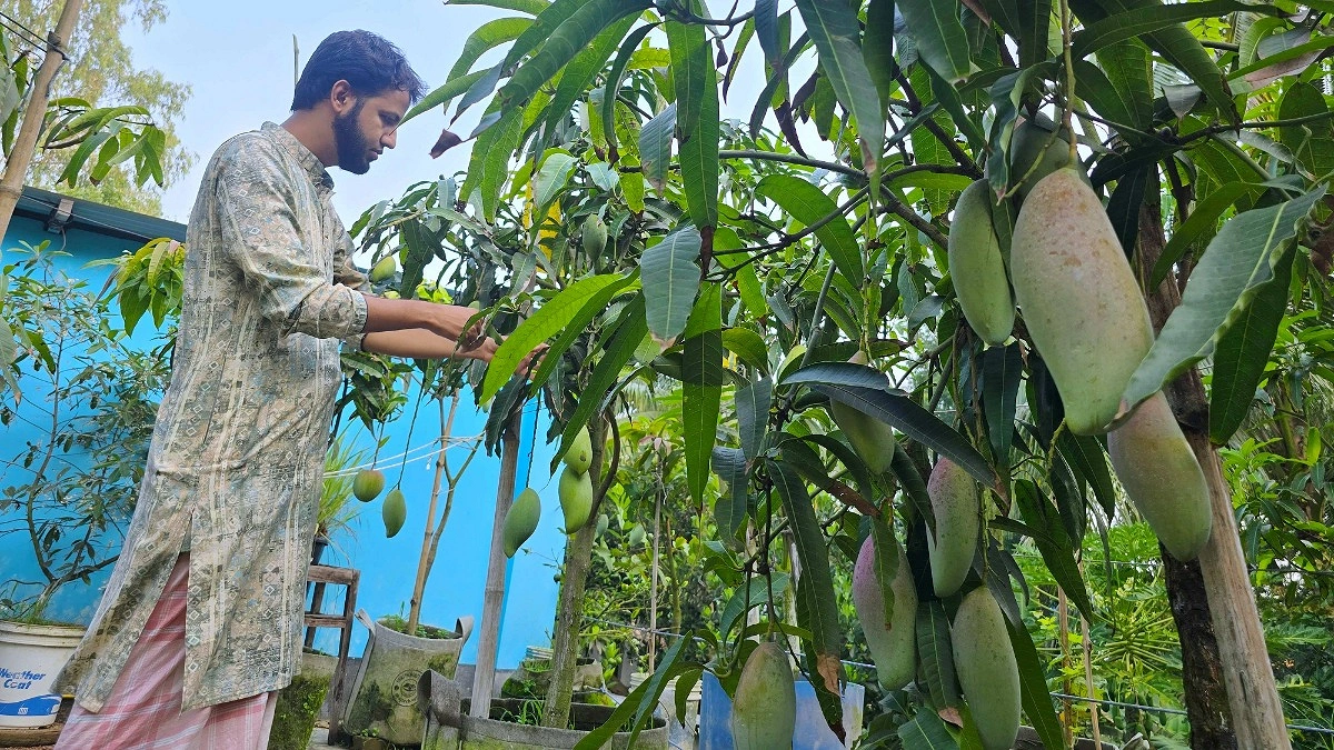 স্কুলশিক্ষকের ছাদবাগানে ৪০ জাতের আম