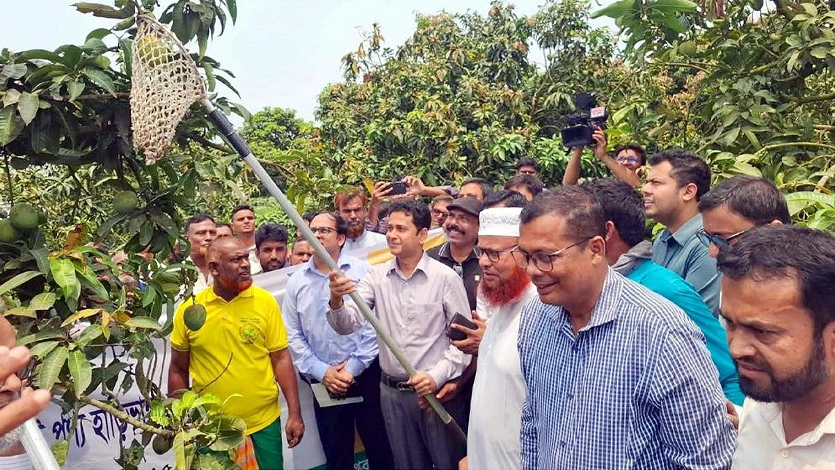 আনুষ্ঠানিকভাবে হাঁড়িভাঙা আমের বাজারজাত শুরু