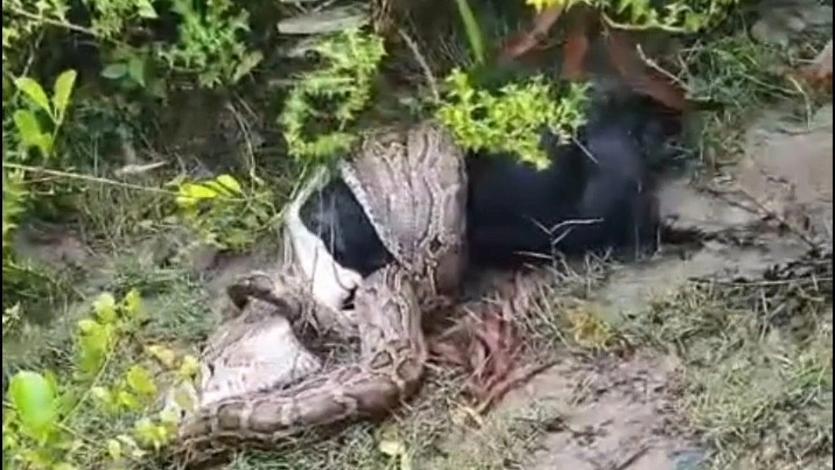 সুন্দরবন থেকে লোকালয়ে অজগর, জীবন্ত ছাগল গিলে খাওয়ার চেষ্টা