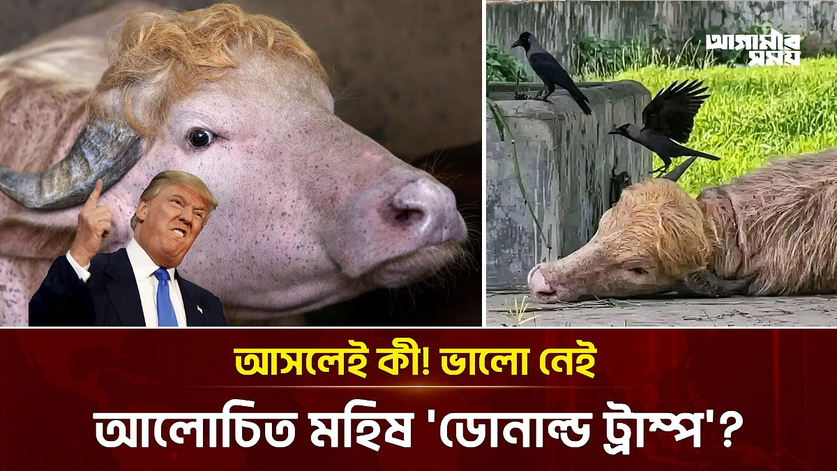 কোরবানির তালিকা থেকে চিড়িয়াখানায়, তবু থামছে না 'ডোনাল্ড ট্রাম্প' বিতর্ক