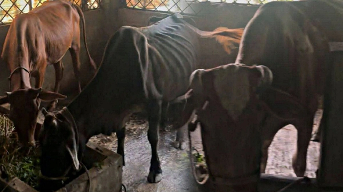 চুরি হওয়া গরুর খোঁজে ৫০ হাজার পুরস্কার ঘোষণা বিএনপি নেতার
