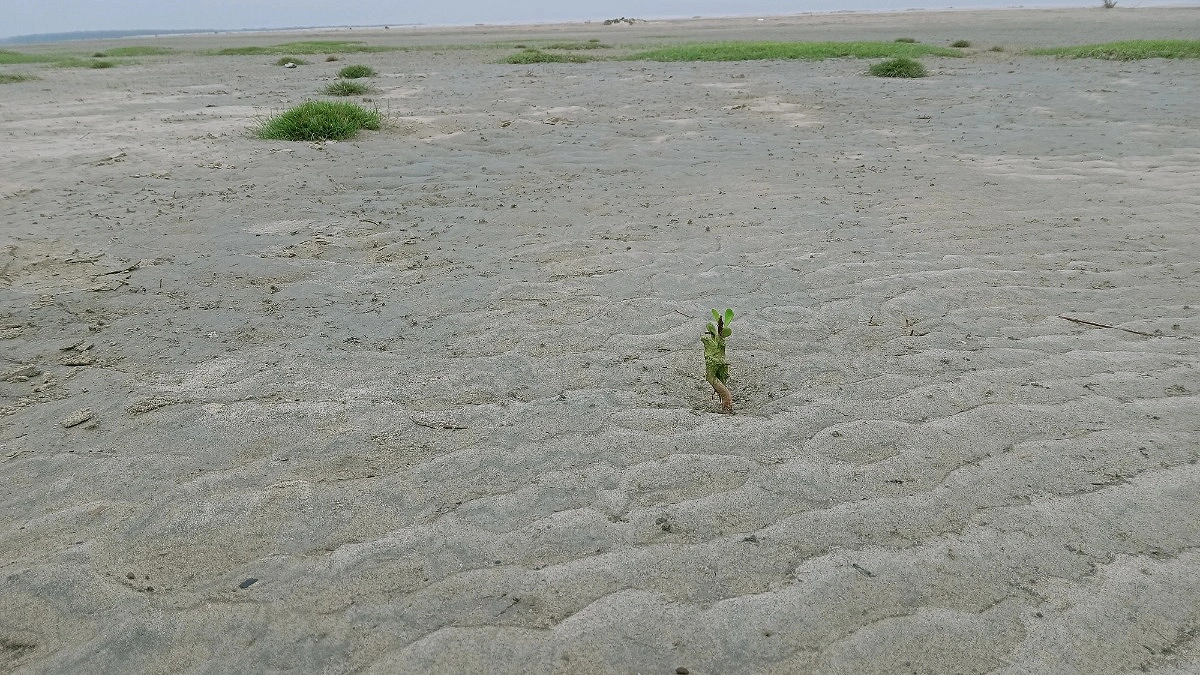 হাতিয়ায় বন সৃজন প্রকল্পে কোটি টাকার অনিয়মের অভিযোগ