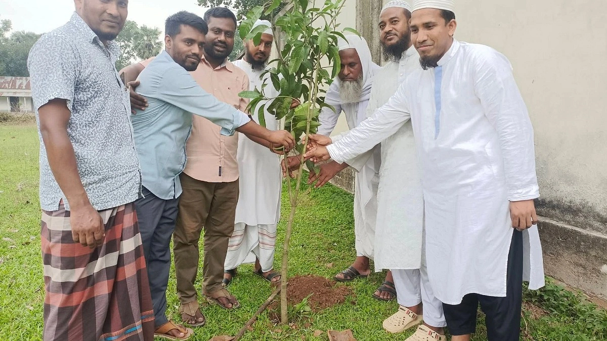 চার যুগের রেইন্ট্রি গাছ কাটায় বিতর্ক, রোপণ করা হলো ১০০ চারা