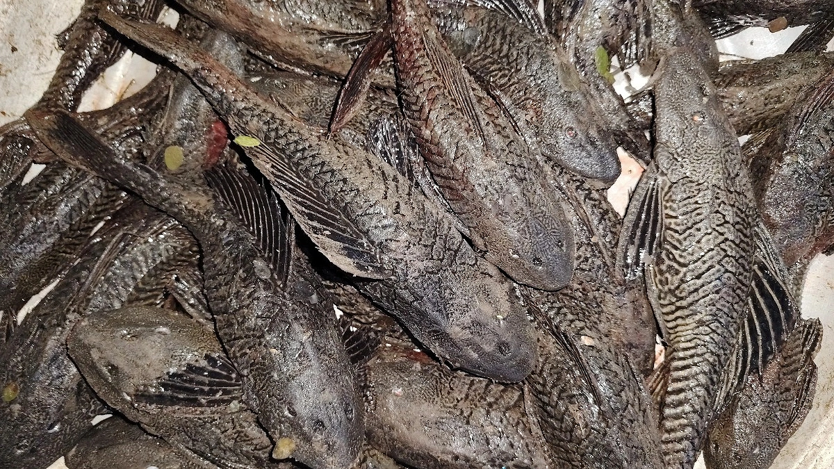 জালে মাছ নয়, উঠছে নদী গিলে খাওয়া সাকার ফিশ