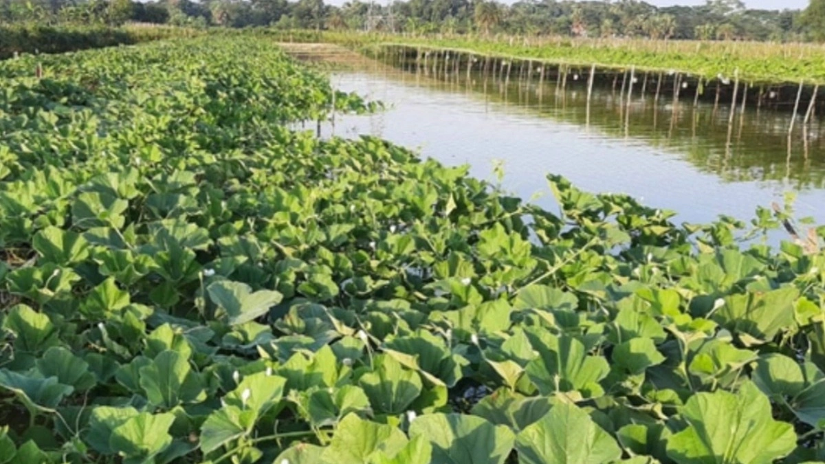 ঘেরের ভেড়িতে সবজি চাষে বাড়ছে কৃষকের আয়