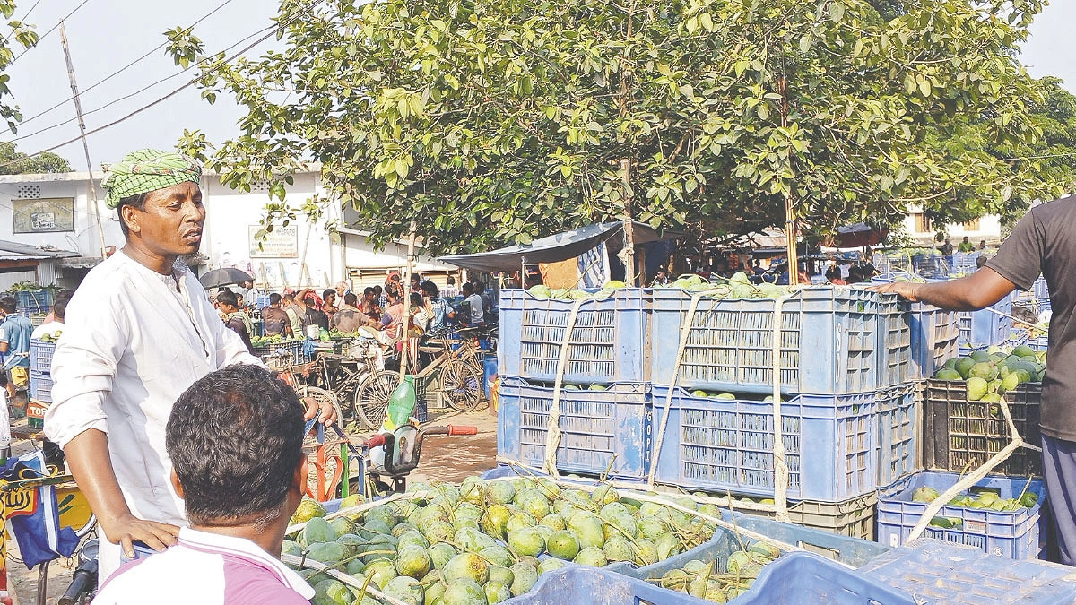 রাজশাহীতে মন্দা আমের বাজার