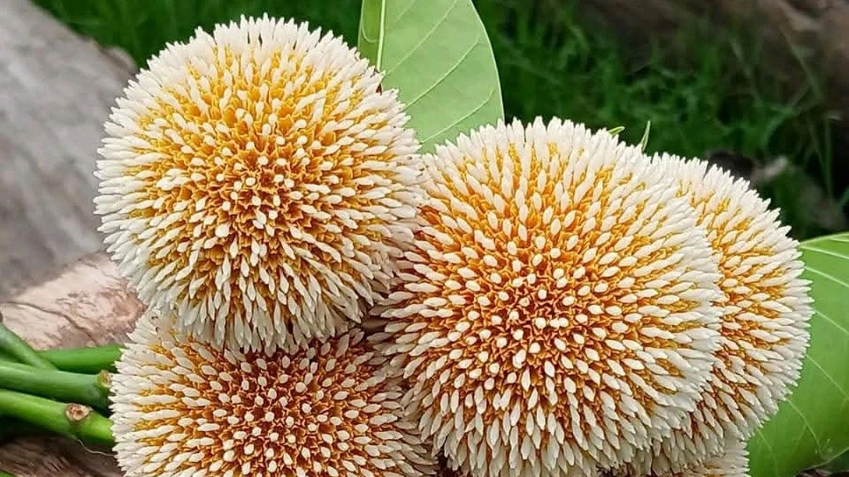 বর্ষার আগমনী বার্তা নিয়ে ফুটেছে কদম