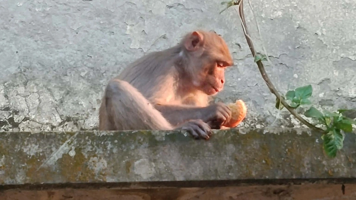 খাবারের খোঁজে লোকালয়ে বনের তিন বানর
