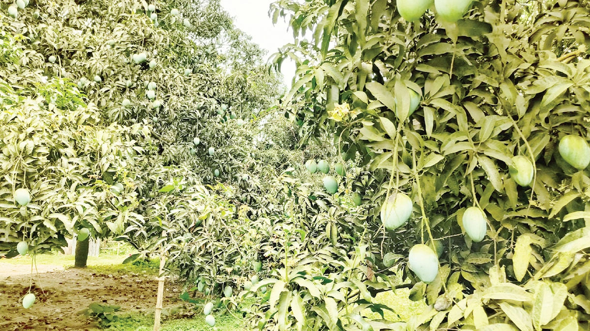 ‘ঢলন’ প্রথায় ডুবছেন আমচাষিরা