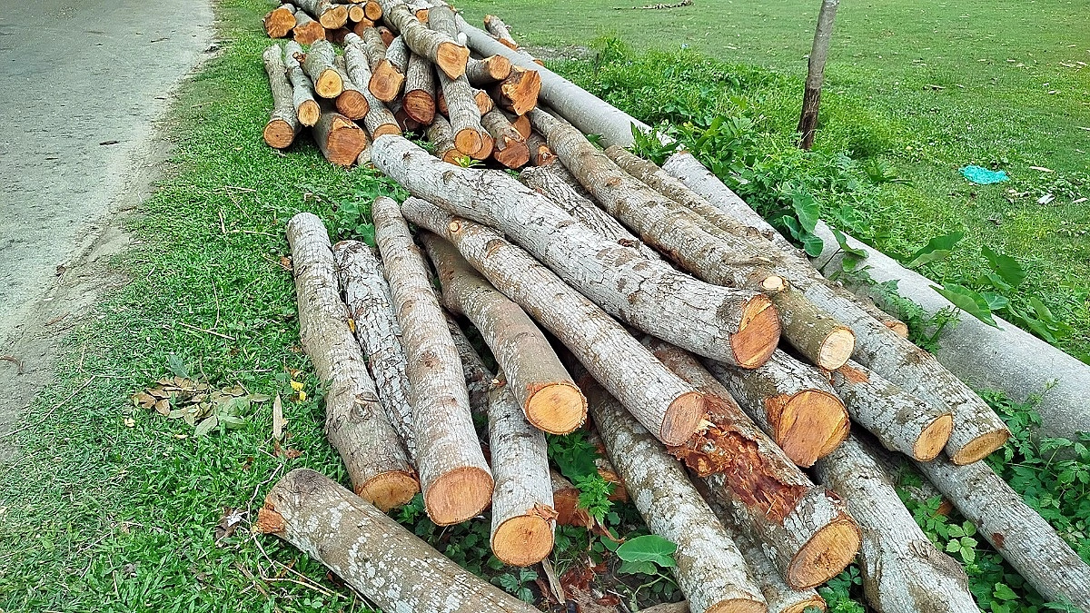 ‘মাস্টাররোলের’ কর্মচারী কেটে নিলেন সরকারি গাছ!