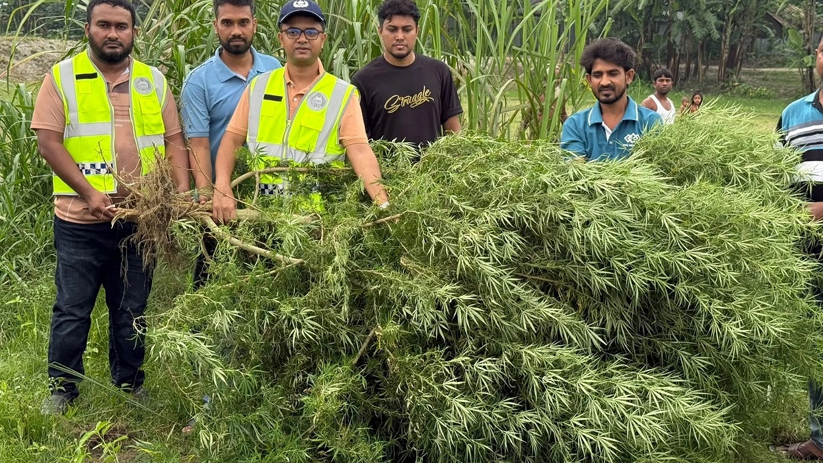 মরিচক্ষেতে ১০ ফুট লম্বা গাঁজা গাছ