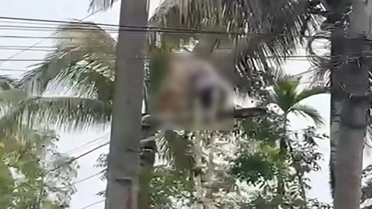 পর্তুগালের পতাকা টানাতে গিয়ে বিদ্যুৎস্পৃষ্ট হয়ে কিশোর আইসিইউতে