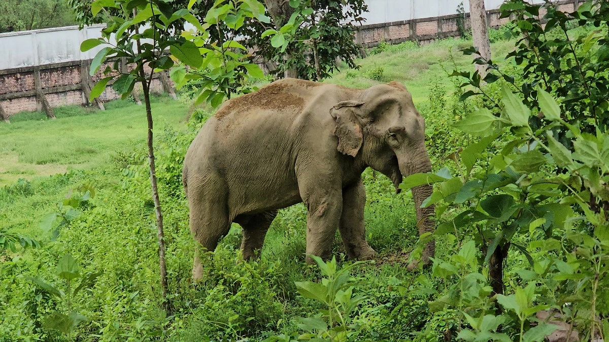আঘাত পেয়ে কোস্ট গার্ড কার্যালয়ে বন্যহাতি, চিকিৎসা পেয়ে ফিরল বনে