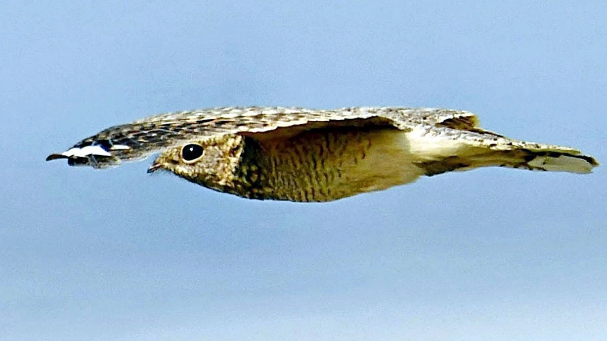 ছদ্মবেশী পাখি সাইক্সের রাতচরা