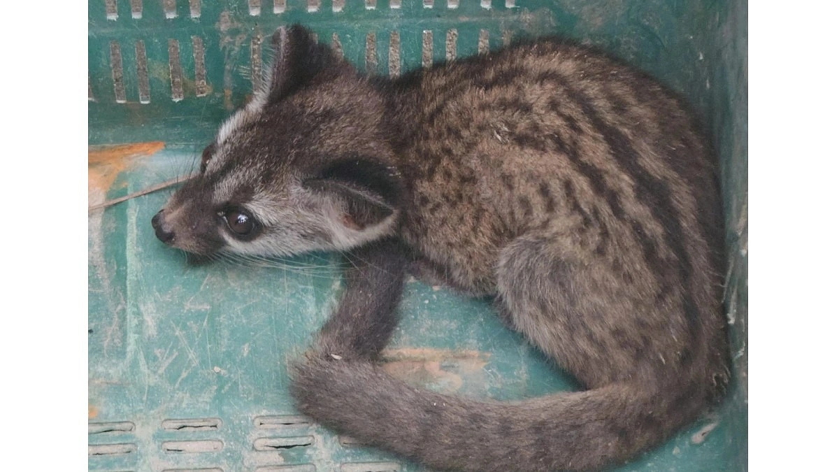 বাবুগঞ্জে বিপন্ন গন্ধগোকুল উদ্ধার