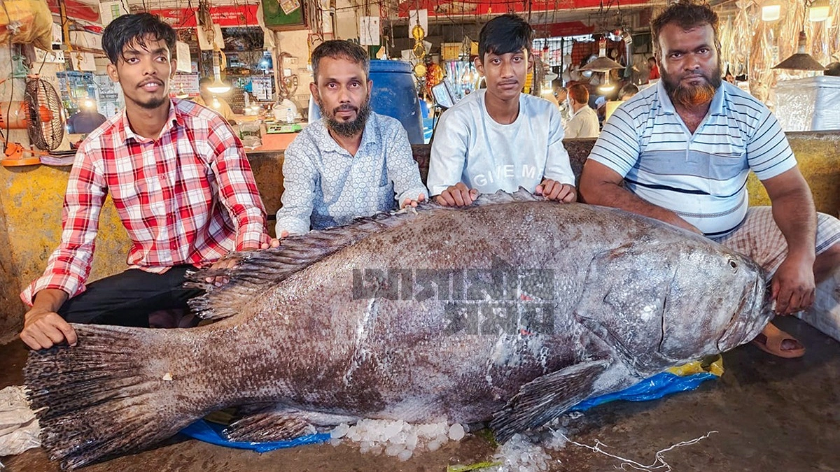 ১৫৫ কেজির কৈ কোরাল মাছ, দেখতে মানুষের ভিড়