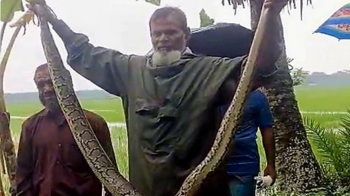 নিষিদ্ধ চায়না দুয়ারি জালে আটকা পড়ল ১০ ফুটের অজগর