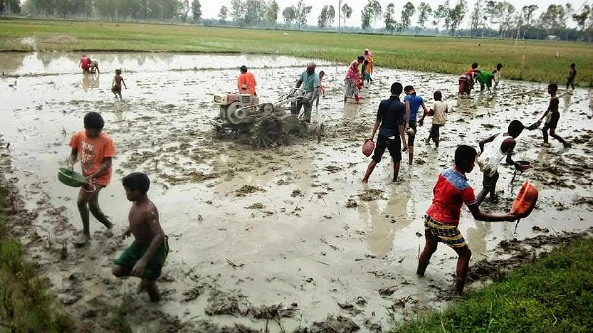 ‘গরুর লাঙলের জাগাত মেশিন আসলেও ছাওয়ালপাওয়ালের আনন্দ আগের মতোই’