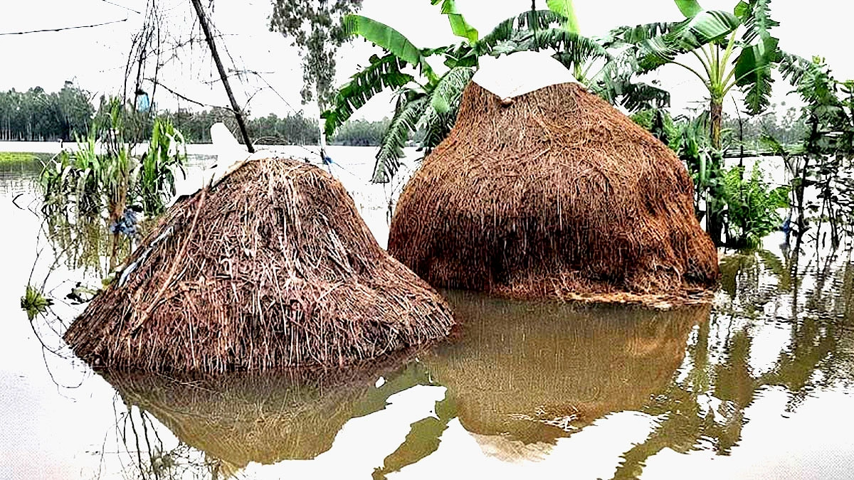 হবিগঞ্জে বন্যায় নষ্ট হয়েছে প্রায় ২ লাখ ২৫ হাজার টন গোখাদ্য