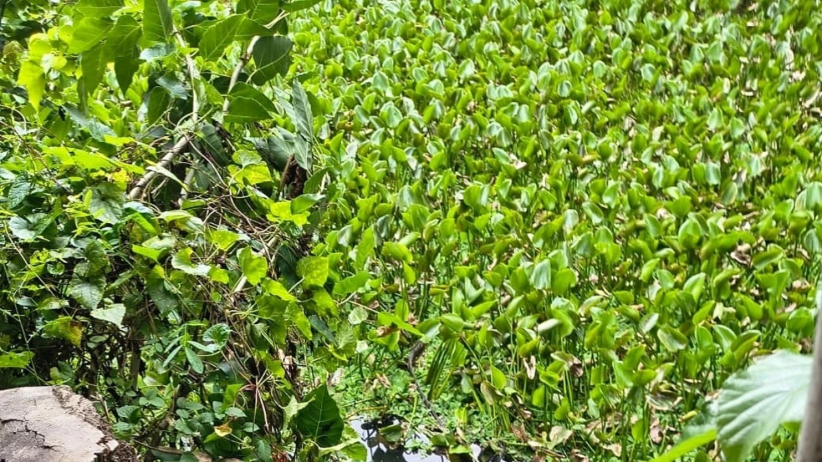 কচুরিপানার নিচে নাক বের করে লুকিয়ে ছিলেন চোর