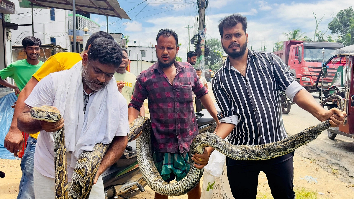 লোকালয় থেকে ১৮ ফুট দীর্ঘ অজগর উদ্ধার, লাউয়াছড়ায় অবমুক্ত