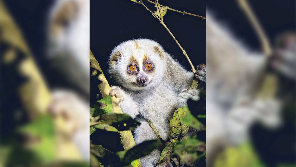 কালেঙ্গায় লজ্জাবতী বানর