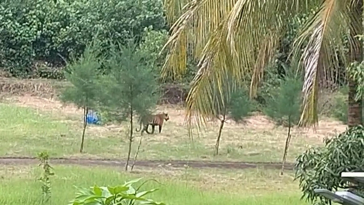 আন্ধারমানিক বন কার্যালয়ের সামনে দেখা গেল বাঘ