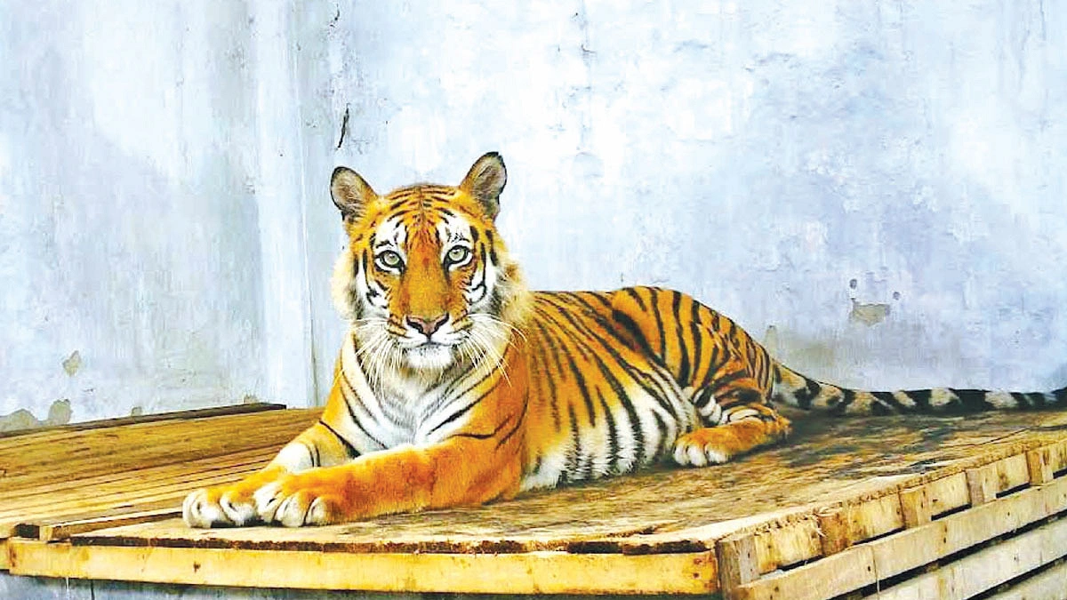 সুস্থ বাঘিনী সুন্দরবনে ফিরবে এ মাসেই