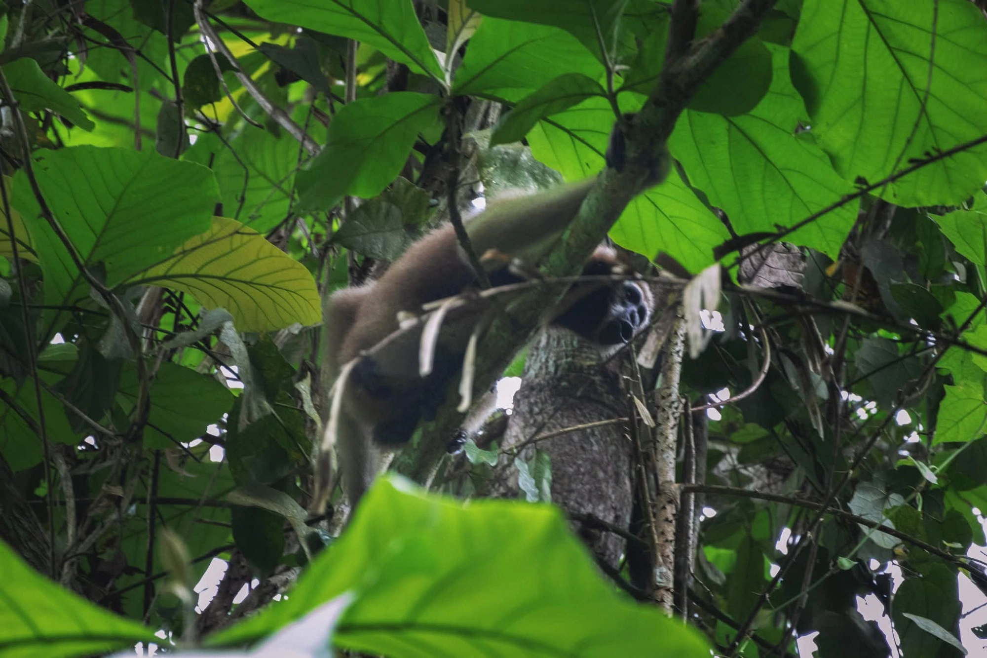 কয়েকটি উল্লুক গাছের চূড়ায় ঘুরে বেড়াচ্ছিল। ছবি: লেখক