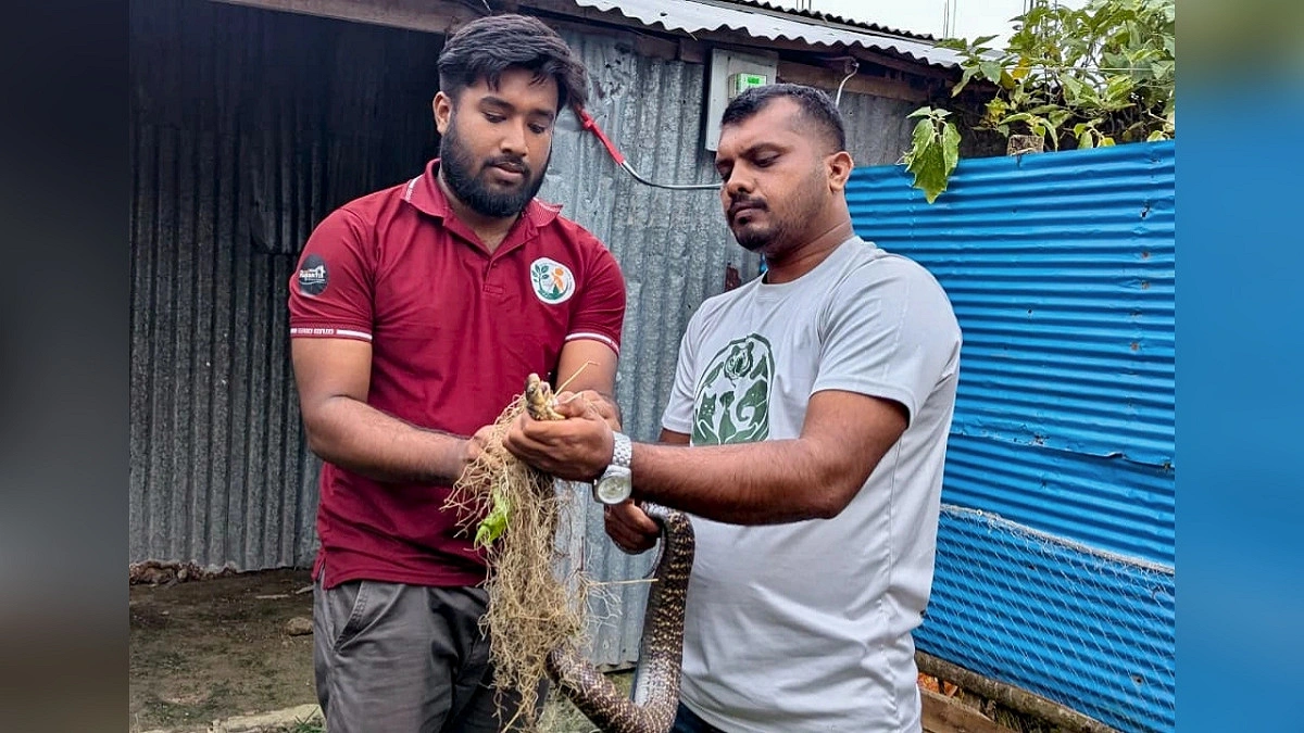 বসতবাড়ি থেকে উদ্ধার পদ্ম গোখরা সংরক্ষিত বনে অবমুক্ত