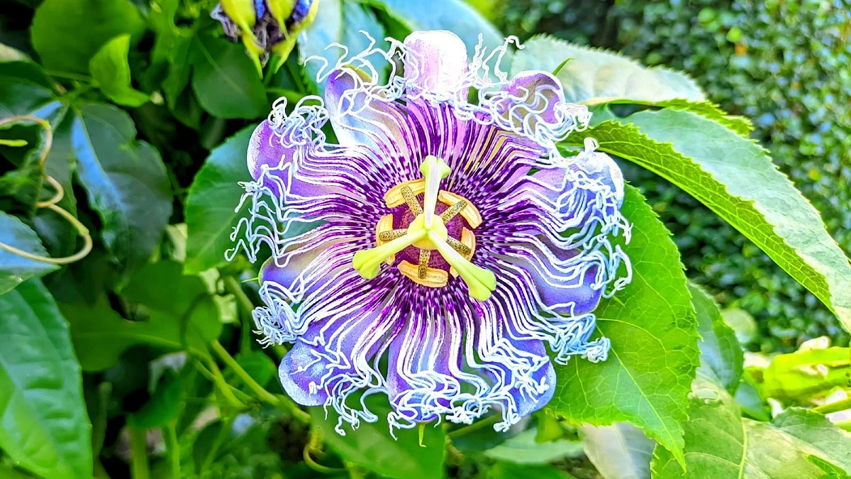 ফুলটি দেখতে দুলের মতো