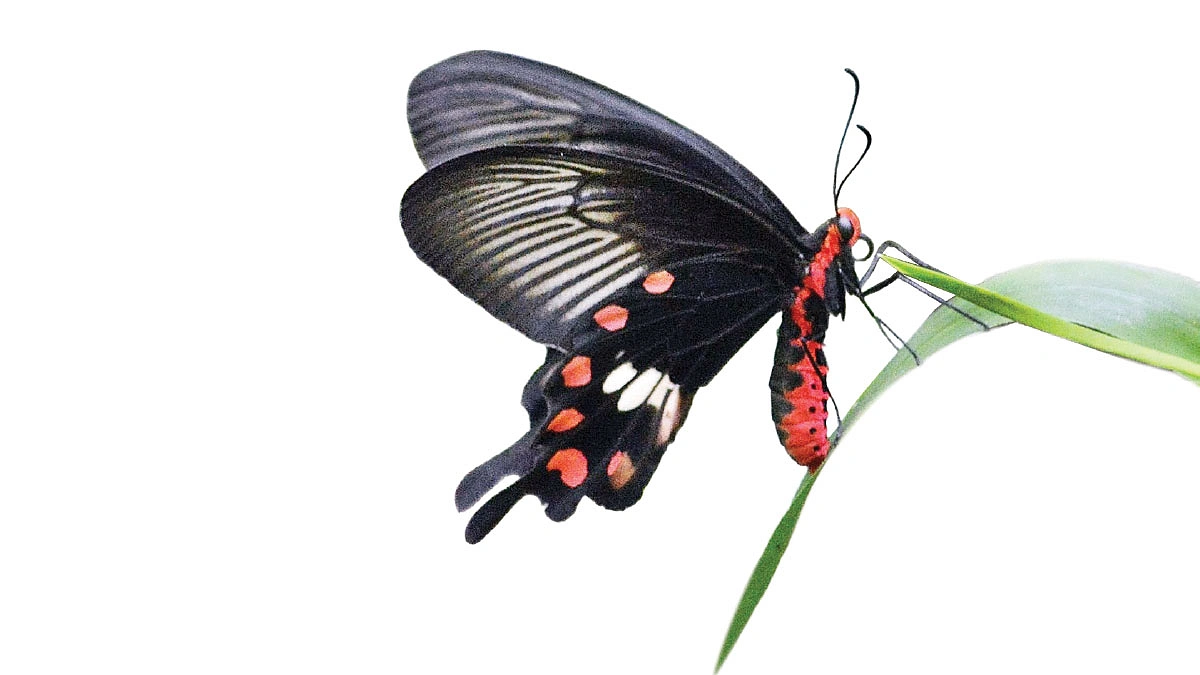 খুব ধীরগতিতে উড়ে কমন রোজ