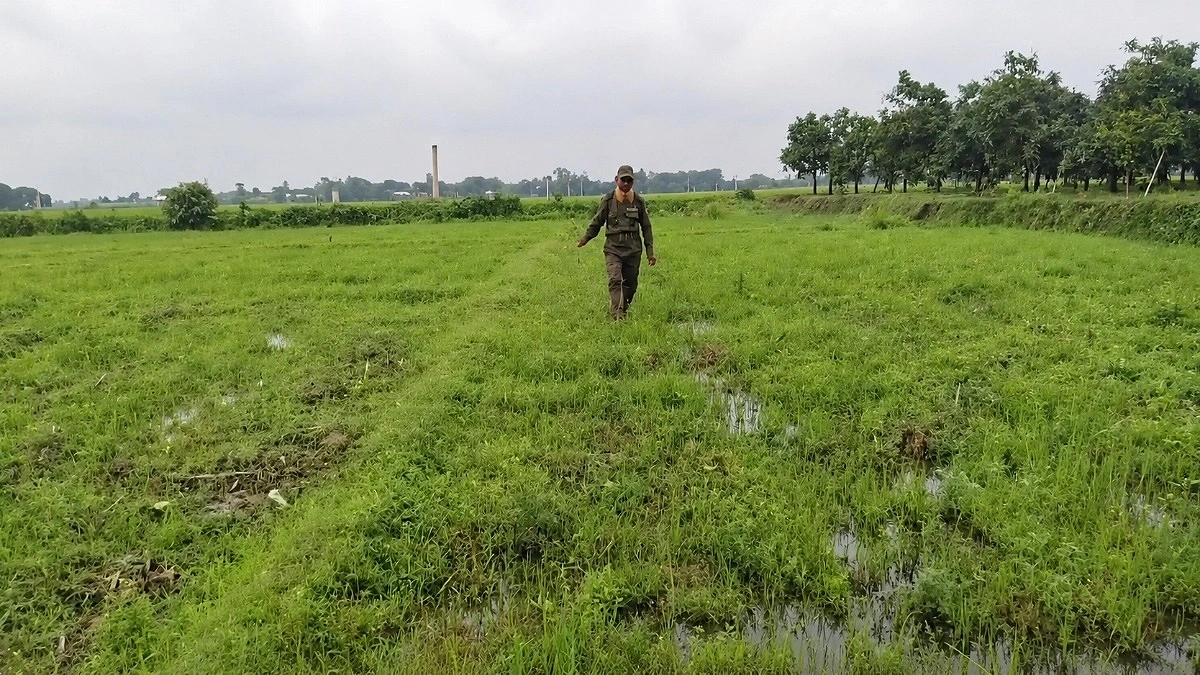বনভূমির ১০ হাজার চারাগাছ উপড়ে ফেলল দুর্বৃত্তরা