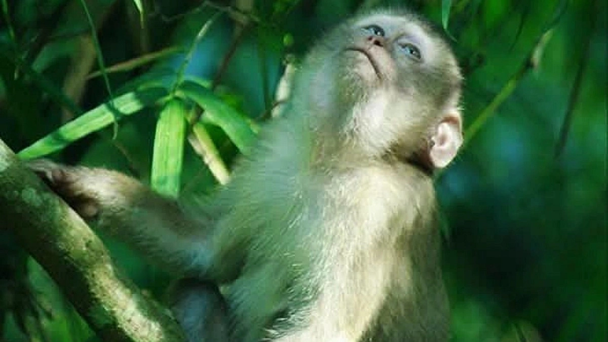 লাউয়াছড়ায় পানির সংকট, বিপাকে বন্যপ্রাণী