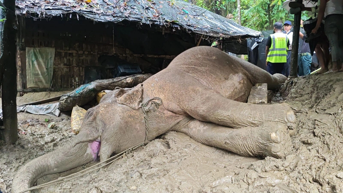 টেকনাফে পাহাড় থেকে পড়ে আহত মা হাতি মারা গেছে